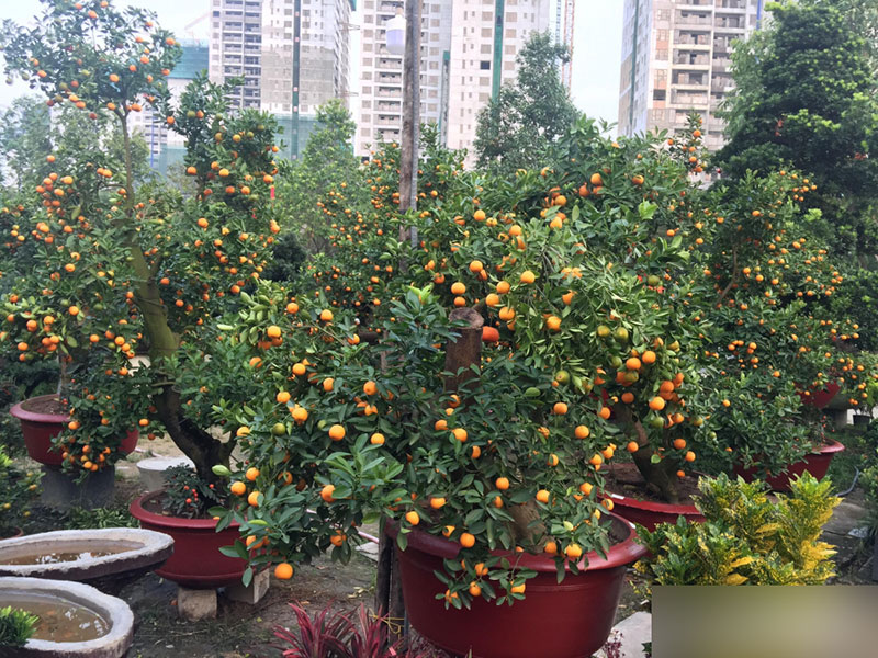 Một cây vàng không mua nổi cây quất trưng Tết tại vỉa hè Sài Gòn